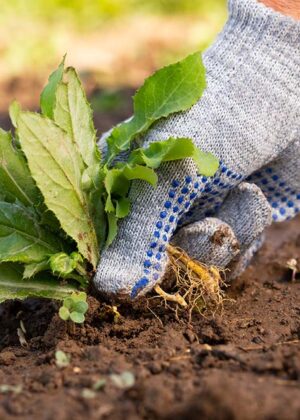 Gardening Hand Pulling Out Weeds Grass From Soil. Close Up Of Gardening Hand In Glove Pulling Out Weeds Grass From Soil. Work In Garden.